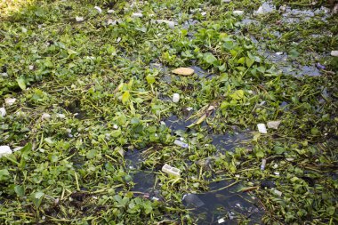 Ortak su sümbül ve Ch su yüzeyinde birçok çöp