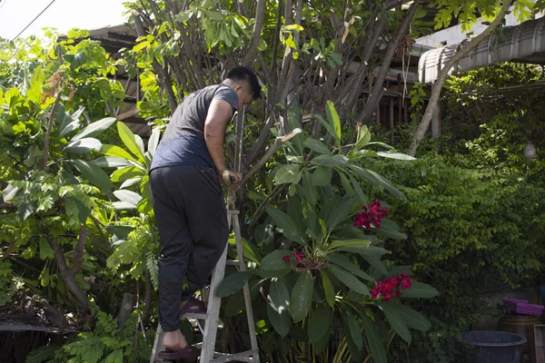 Тайские мужчины садоводство и резка ветви Plumeria Tr. — стоковое фото