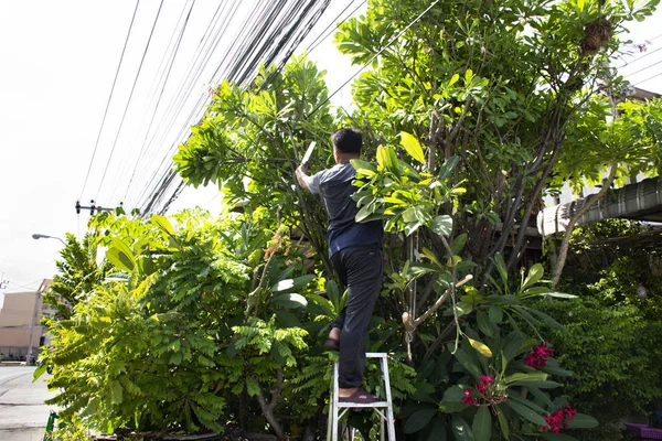 Thai Uomini Giardinaggio Taglio Ramo Potatura Plumeria Albero Giardino Fronte — Foto Stock