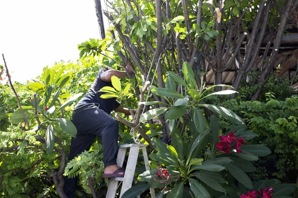 Tay erkekler insanlar bahçe ve kesme budama şube Plumeria tr — Stok fotoğraf