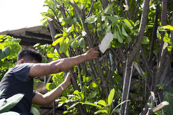 Thaise mannen mensen tuinieren en snijden snoei tak Plumeria tr — Stockfoto