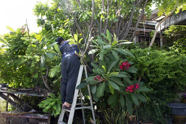 Tay erkekler insanlar bahçe ve kesme budama şube Plumeria tr — Stok fotoğraf