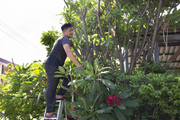Thai men people gardening and cutting pruning branch Plumeria tr — Stock Photo, Image