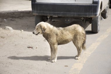 Tibet Mastiff veya Canis lupus familiaris köpek uyku dinlenmek 