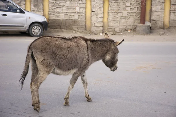 Donkey or Mule walking on the road in Leh Ladakh village at Hima