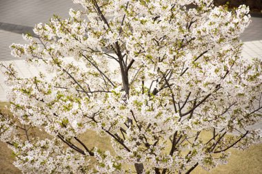 Bahar çiçekleri serisi Güzel Kiraz çiçeği veya sakura çiçeği 
