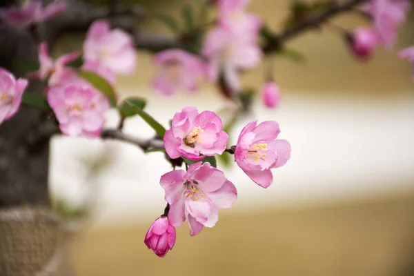 Tavaszi virágok sorozat gyönyörű Cherry Blossom vagy Sakura virág — Stock Fotó