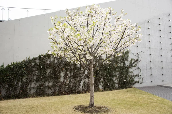 Bahar çiçekleri serisi Güzel Kiraz çiçeği veya sakura çiçeği 