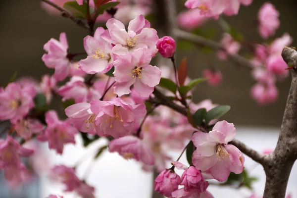 Tavaszi virágok sorozat gyönyörű Cherry Blossom vagy Sakura virág — Stock Fotó