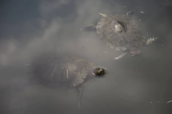Kaplumbağa ve Kaplumbağa gölet yüzey su üzerinde yüzen yüzme — Stok fotoğraf