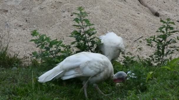 タイのナラシワの屋外で草原で食べ物を見つける白い七面鳥の大鳥 — ストック動画