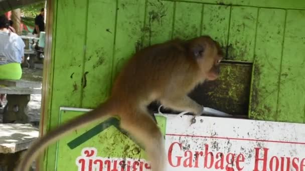 Macacos Brincando Comendo Área Wat Tham Sua Krabi Tailândia — Vídeo de Stock
