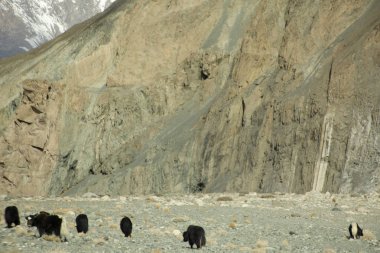 Himalayalar dağları ve öküz veya Bos grunniens gras 'da yemek yiyor