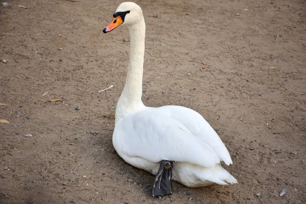 Svanar Familj Flytande Koppla Och Simma Hitta Mat Floden Vltava — Stockfoto