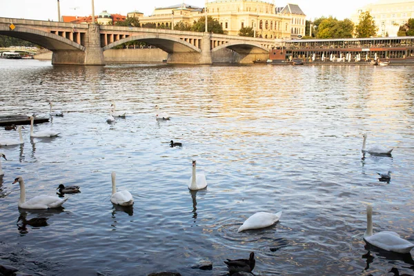 Cygnes Famille Flottant Détendre Nager Trouver Nourriture Dans Rivière Vltava — Photo