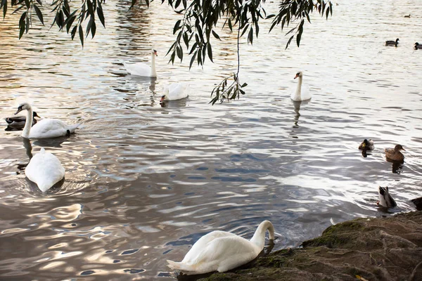 Cisnes Familia Flotante Relajarse Nadar Encontrar Comida Río Moldava Casco —  Fotos de Stock