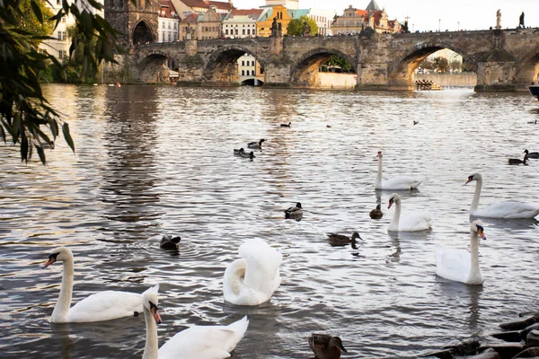 Svanar Familj Flytande Koppla Och Simma Hitta Mat Floden Vltava — Stockfoto