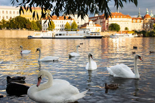 Swans Család Úszó Pihenés Úszás Élelmet Találni Moldva Folyó Régi — Stock Fotó