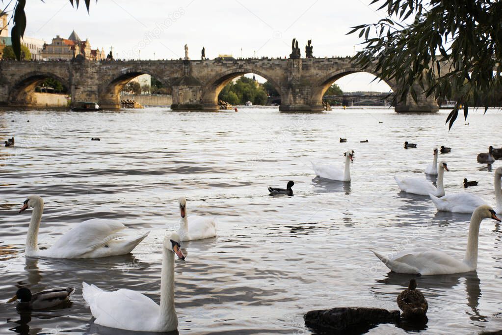 Swans family floating relax and swim finding food in Vltava river at old town near Charles Bridge in Prague, Czech Republic