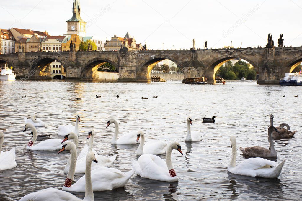 Swans family floating relax and swim finding food in Vltava river at old town near Charles Bridge in Prague, Czech Republic
