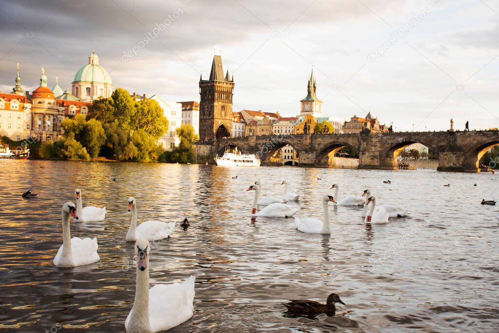 Swans family floating relax and swim finding food in Vltava river at old town near Charles Bridge in Prague, Czech Republic