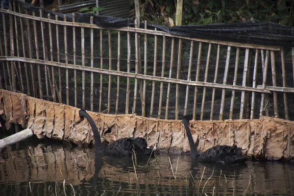 Cisnes Negros Nadando Gaiola Lago Pang Ung Pang Oung Suíça — Fotografia de Stock