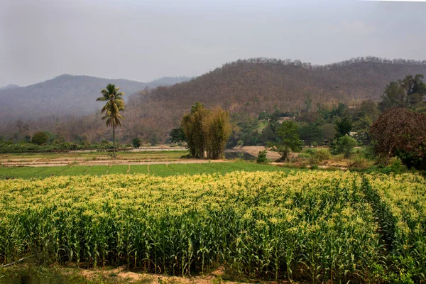 Tajlandczycy Przeszczepiają Sadzonki Kukurydzy Polach Uprawnych Rzece Riverside Pai Górą — Zdjęcie stockowe