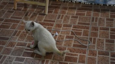 Tayland evcil kedileri Tayland 'da yerde oyuncak oynuyorlar.