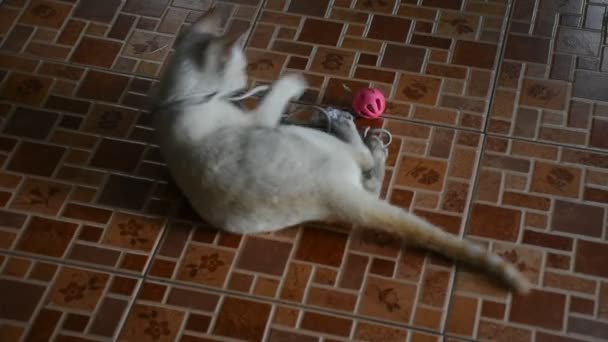 タイ国内の猫がタイの家の床でおもちゃを遊んでいる — ストック動画