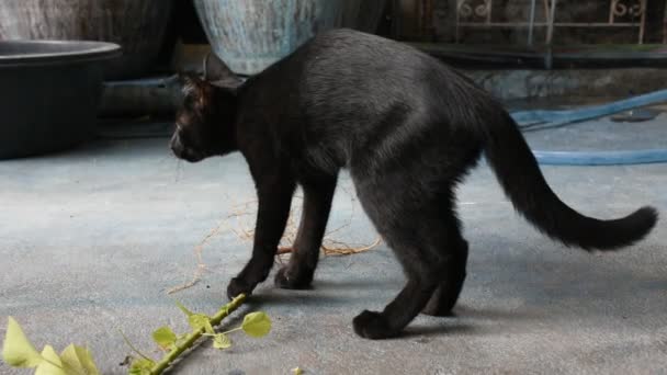 Tailandés Gatos Comer Indio Ortiga Raíz Catnip Piso Casa Tailandia — Vídeos de Stock