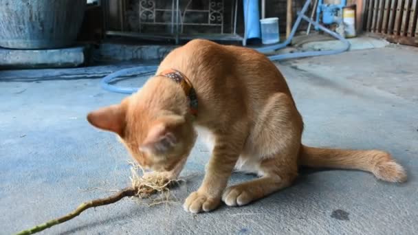 Tailandés Gatos Comer Indio Ortiga Raíz Catnip Piso Casa Tailandia — Vídeos de Stock