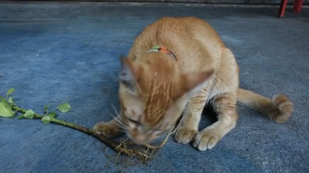 Ταϊλανδέζικες Γάτες Που Τρώνε Ινδική Ρίζα Τσουκνίδας Και Γατόψαρο Στο — Αρχείο Βίντεο