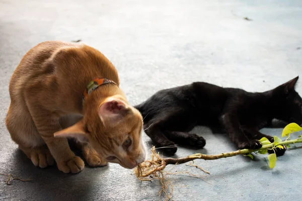 Thai domestic cats eating indian nettle root and catnip on floor in house at Thailand