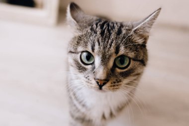 kameraya bakan sevimli evcil kedi yakın çekim görünümü