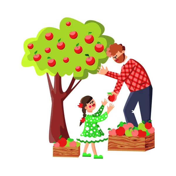 Человек и девушка собирают яблоки в саду — стоковый вектор