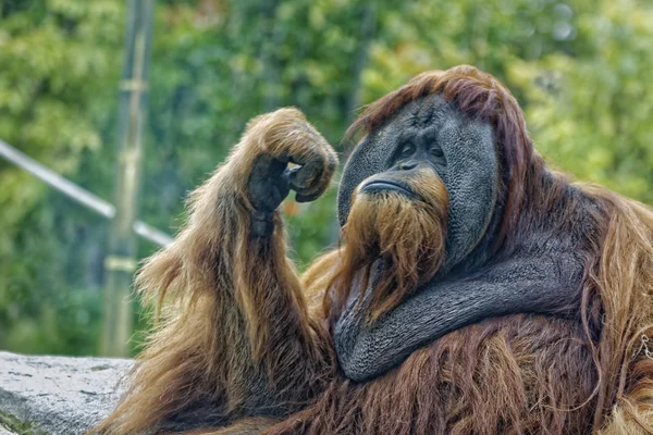 Orangutan Małpa Myślenie Zamazanym Tle — Zdjęcie stockowe