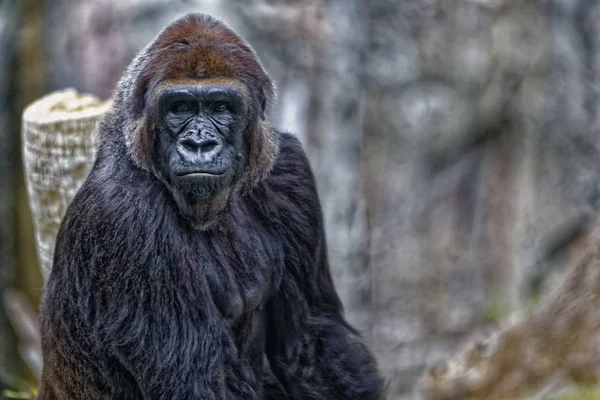 Gorilla Portret Met Wazige Achtergrond — Stockfoto