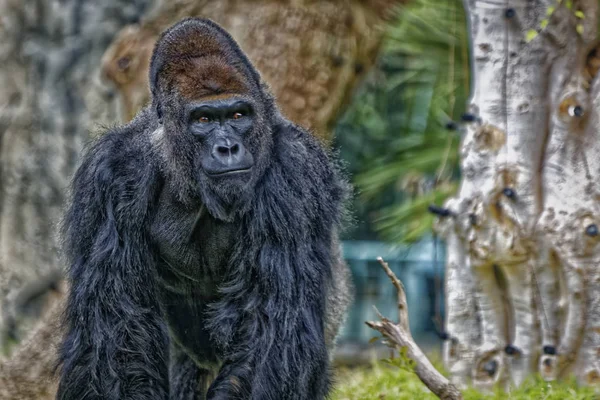 Gorilla Portret Met Wazige Achtergrond — Stockfoto