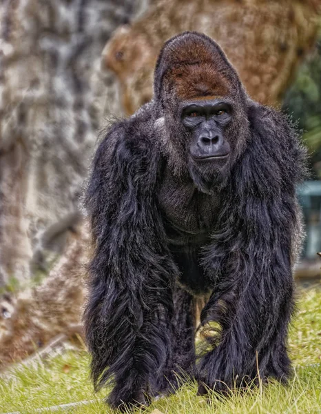 Gorilla Portret Met Wazige Achtergrond — Stockfoto