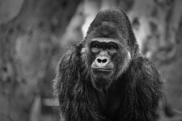 Retrato Gorila Con Fondo Borroso —  Fotos de Stock