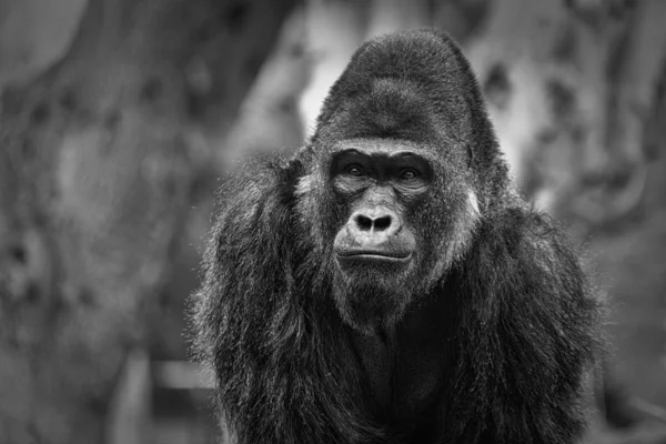 Gorilla Porträtt Med Suddig Bakgrund — Stockfoto