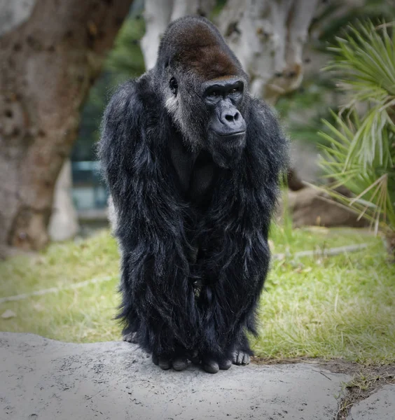 Gorilla Portret Met Wazige Achtergrond — Stockfoto