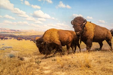 American bison Diorama in Hall of North American Mammals  in American Museum of natural history, NYC ,USA clipart
