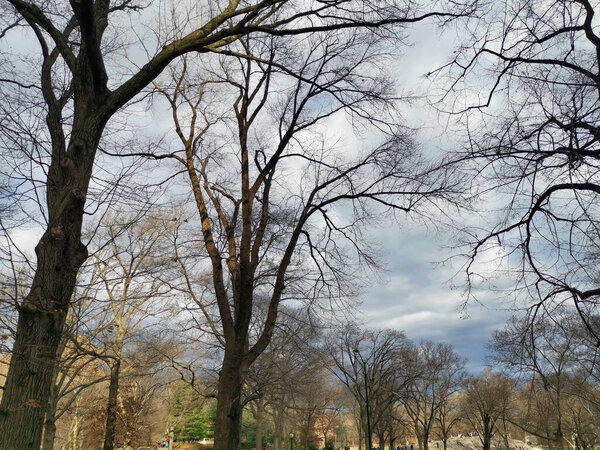 The central park, New York city daylight view showing trees and clouds in the sky