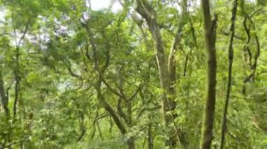 Tropikal yağmur ormanı ağaçlarının insansız hava aracı görüntüsü. Vahşi. Güneş ışığı.