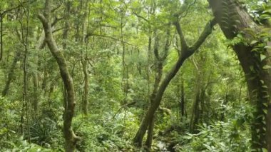 Tropikal yağmur ormanı ağaçlarının insansız hava aracı görüntüsü. Vahşi. Güneş ışığı.