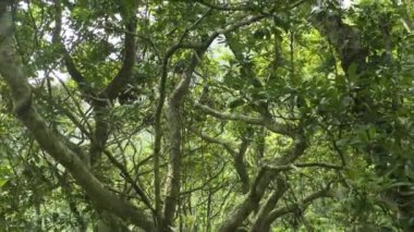 Tropikal yağmur ormanı ağaçlarının insansız hava aracı görüntüsü. Vahşi. Güneş ışığı.