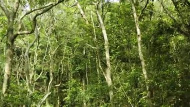 Drone view of aerial of tropical rainforest trees. Wild. Sunlight.