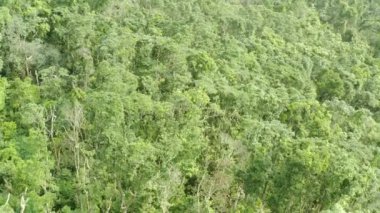Tropikal yağmur ormanı ağaçlarının insansız hava aracı görüntüsü. Vahşi. Güneş ışığı.