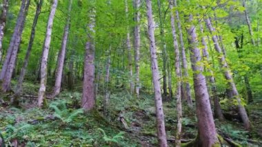 Ormanda yürüyorum..